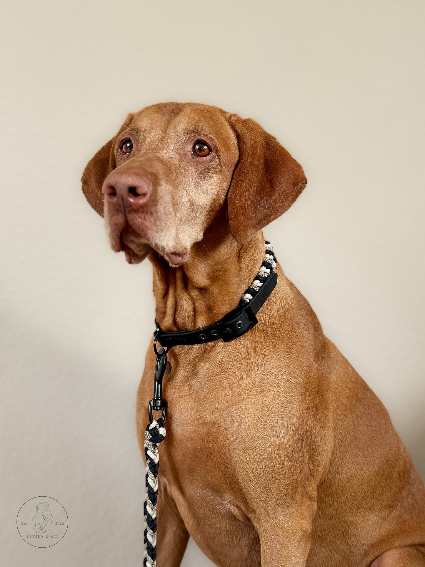 Halsband Antharis in Schwarz/ Beige am Hund