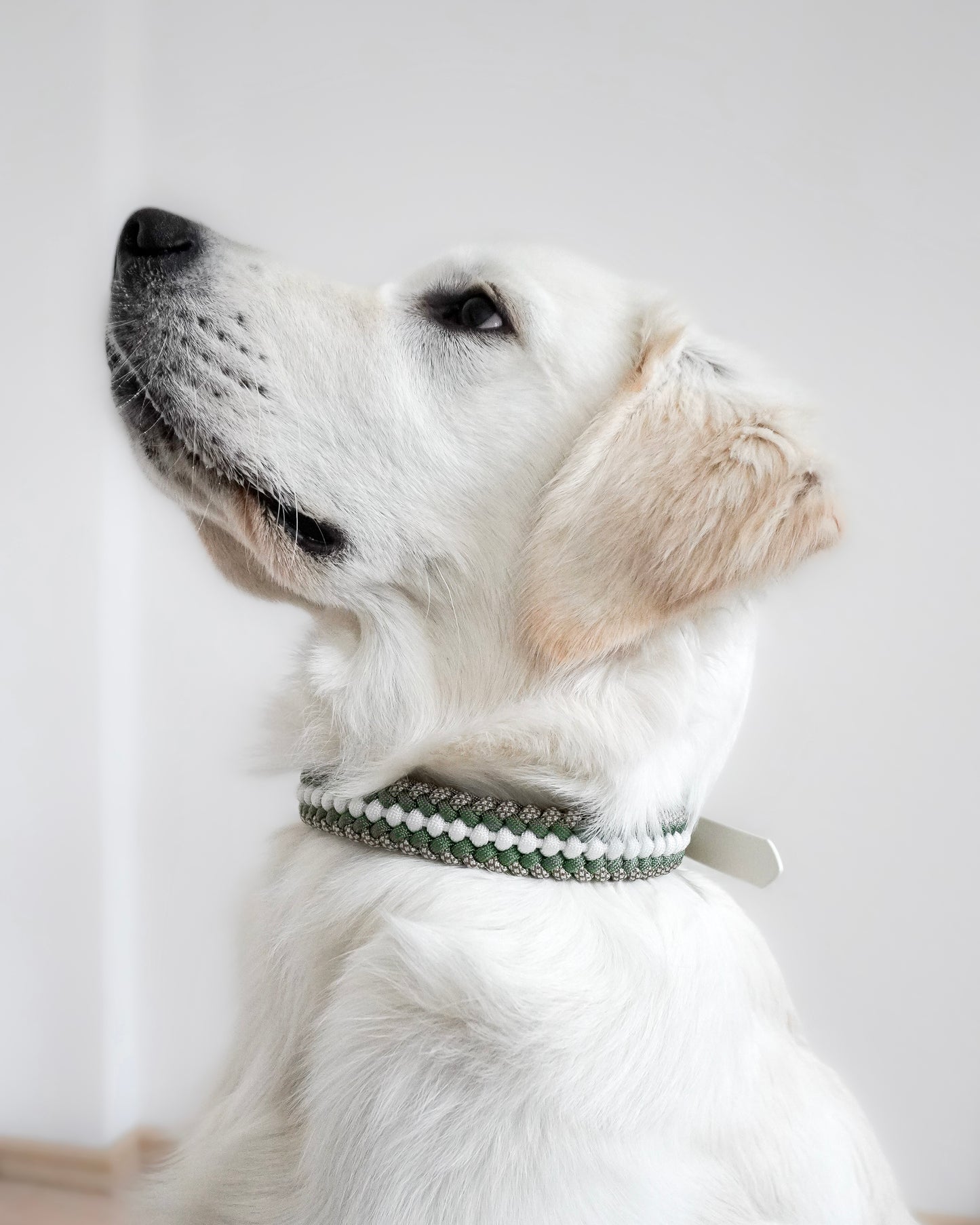 Halsband Frieda im Foggy Grün, Weiß und Gold Braun/ Cream Diamonds am Hund