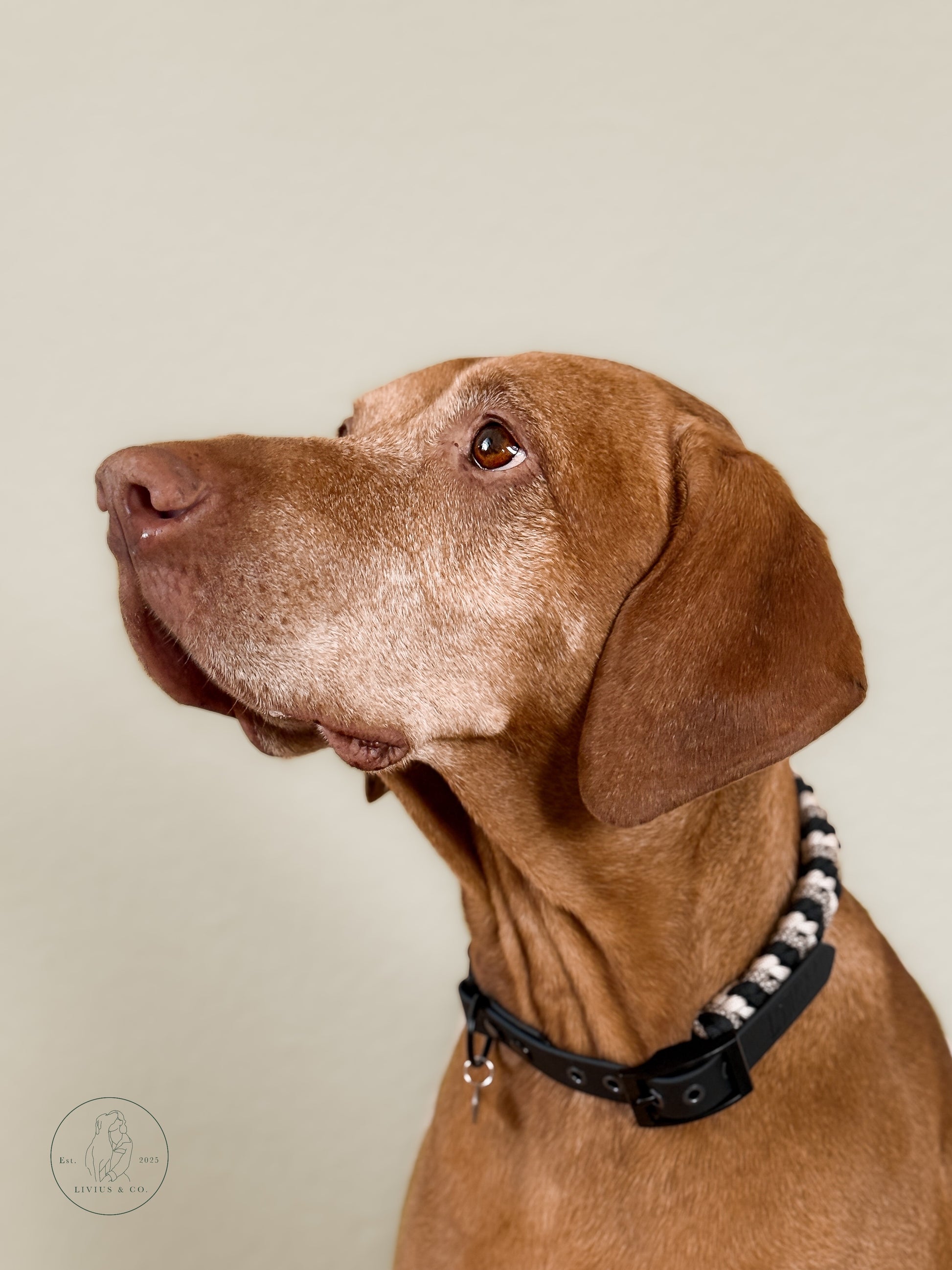 Halsband Antharis in Schwarz/ Beige am Hund 