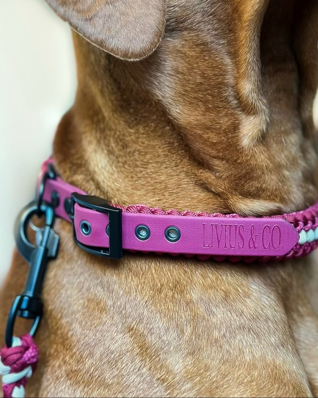 Halsband Frieda in Burgundy am Hund