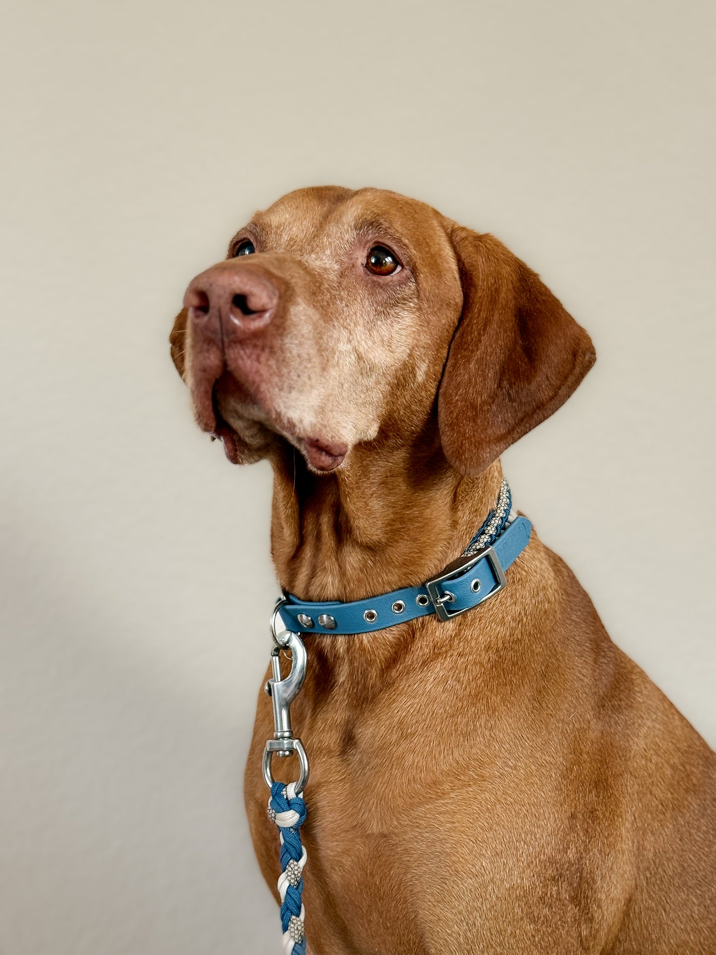 Halsband Frieda in Petrol am Hund 