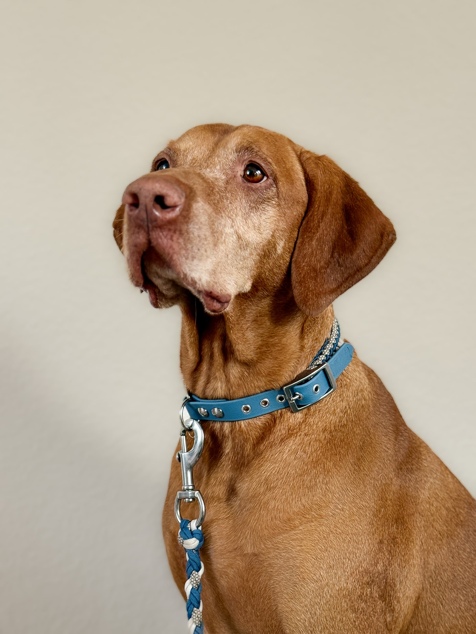 Halsband Frieda in Petrol am Hund 