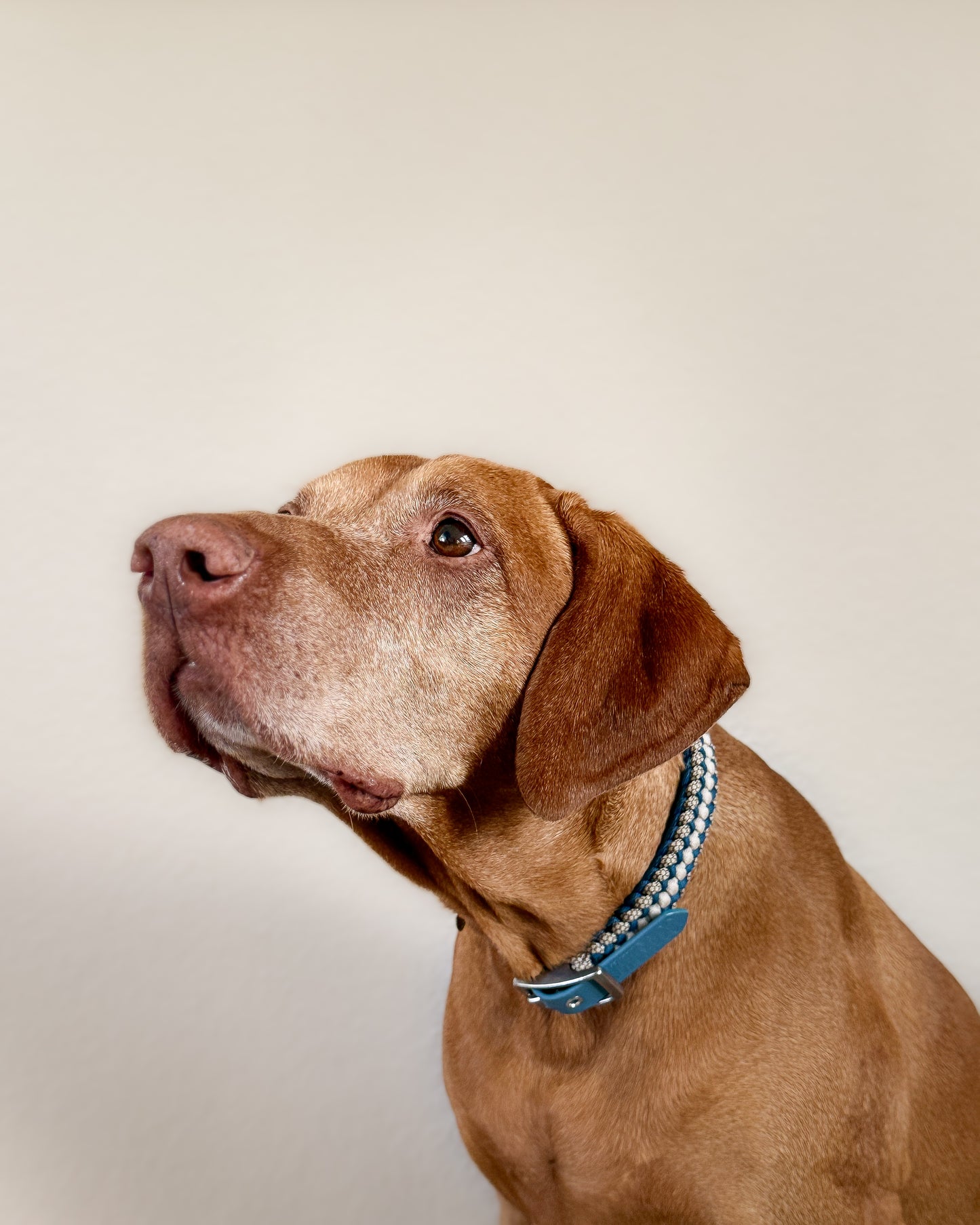 Halsband Frieda in Petrol am Hund 