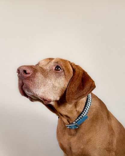 Halsband Frieda in Petrol am Hund 