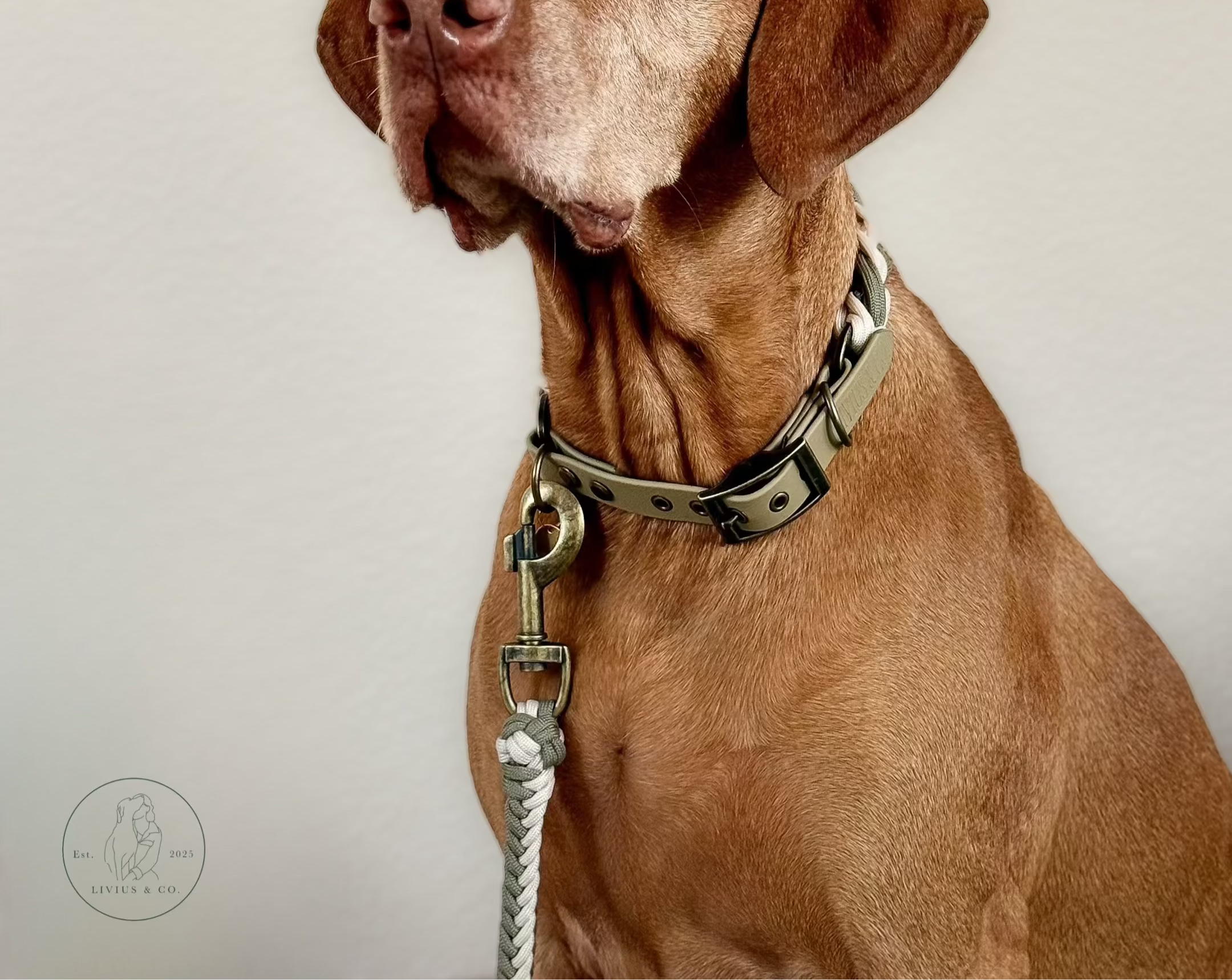 Magyar Vizsla mit dem Halsband Luna und der Leine Zarvos in den Farben cream und olivtönen mit antikfarbenen Beschlägen.