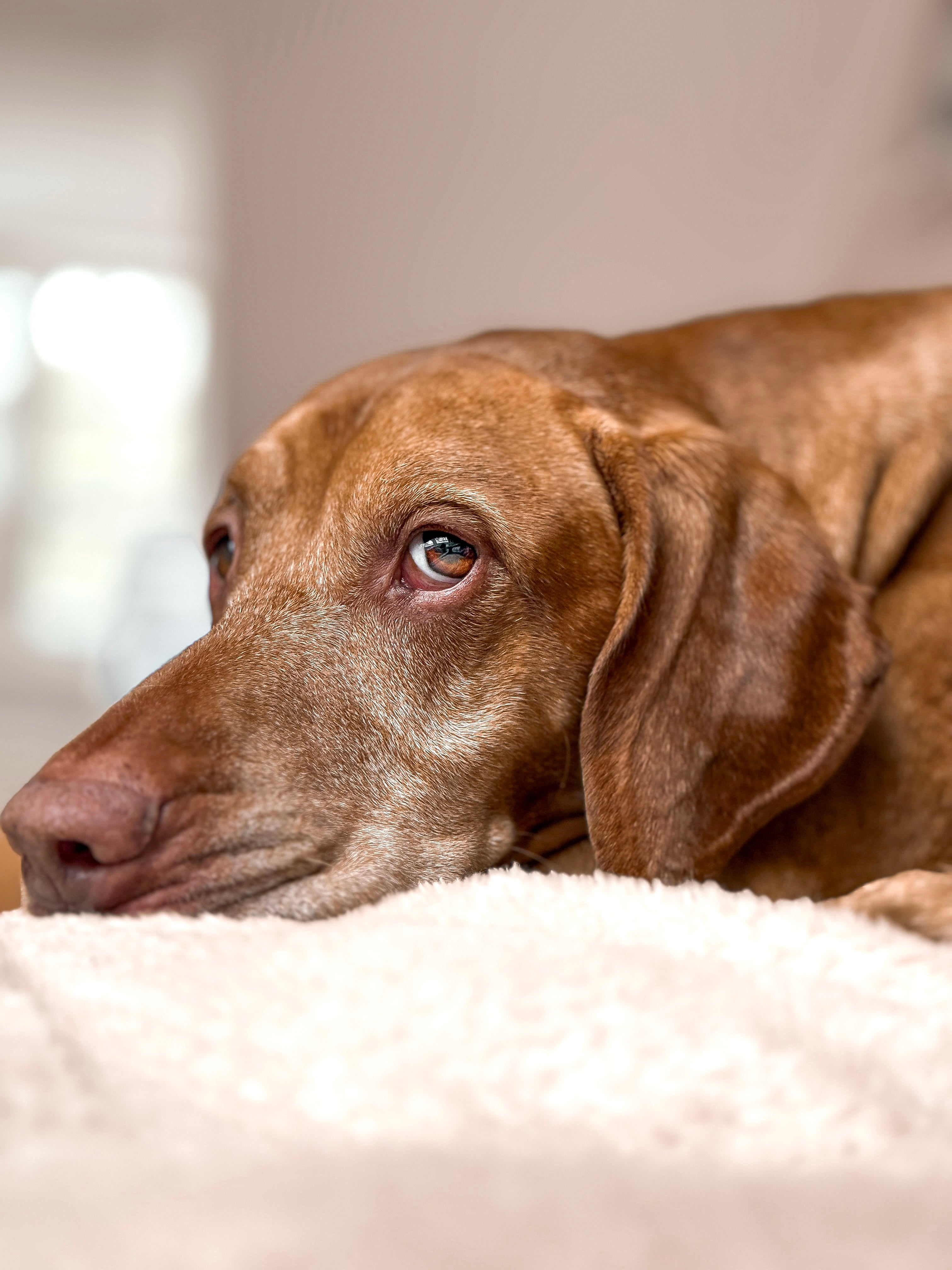 Magyar Vizsla mit gesenktem Kopf - auf einer beigefarbenen Decke liegend.